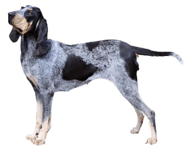 Gran sabueso azul de Gascuña