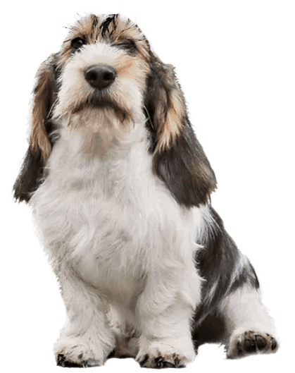 Grifón vandeano basset pequeño