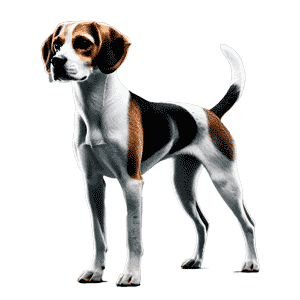 Raza de Perros Harrier: Todo lo que Necesitas Saber
