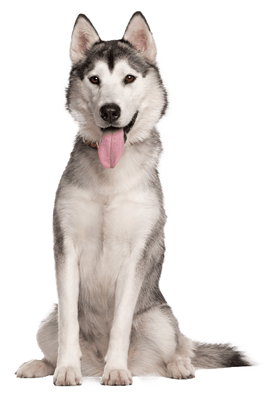 Husky Siberiano: Todo lo que Debes Saber sobre esta Raza Legendaria