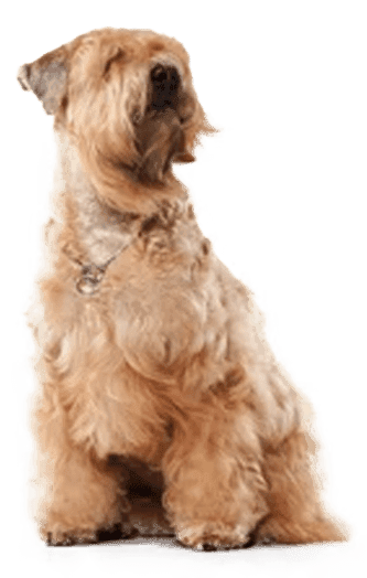 Irish soft coated wheaten terrier
