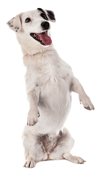 Jack Russell terrier