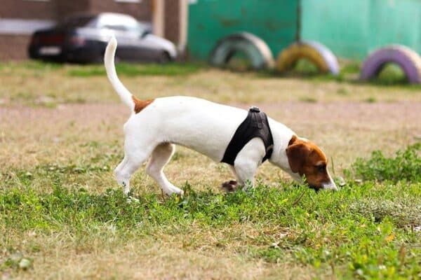 Jack Russell terrier