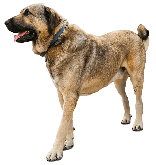 Kangal