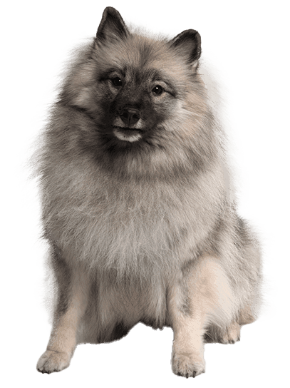 Keeshond