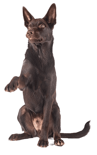 Kelpie Australiano
