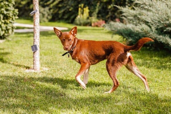 Kelpie Australiano