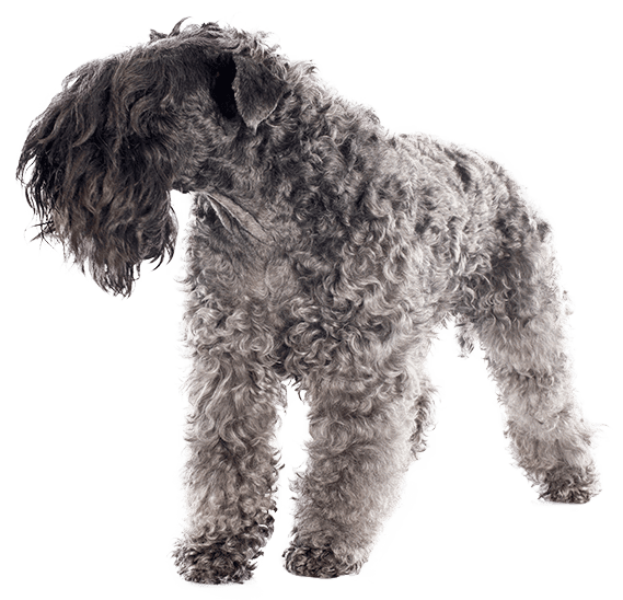 Kerry blue terrier