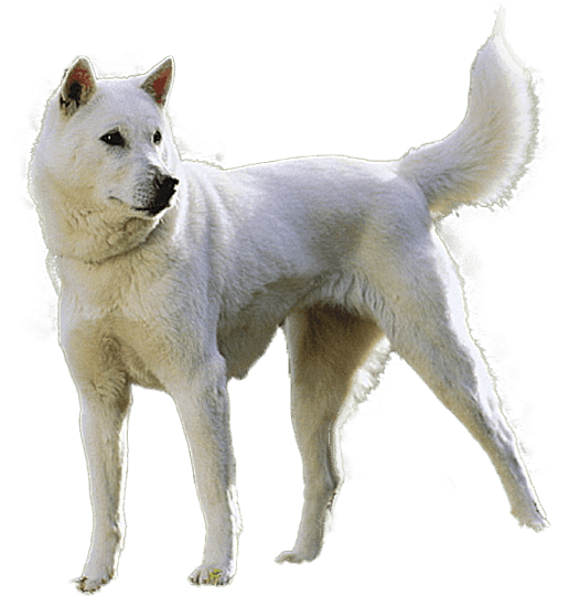 Kishu