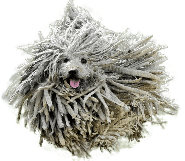 Komondor