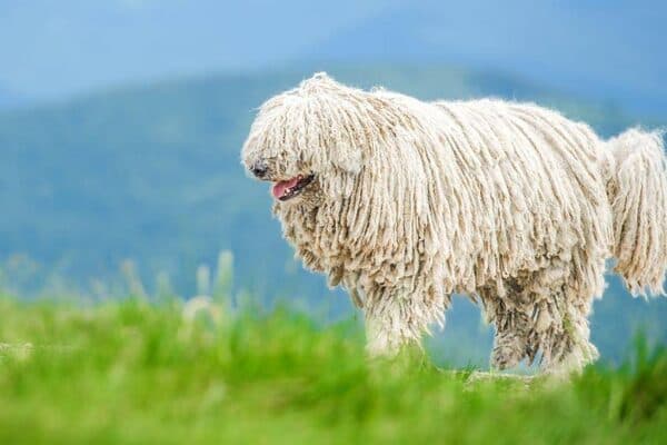 Komondor