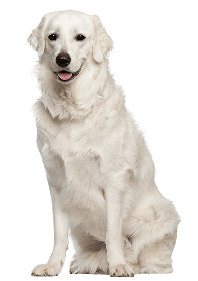 Kuvasz