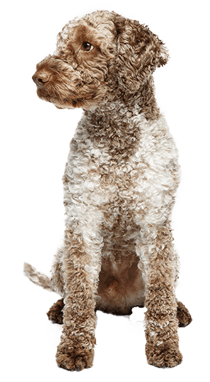 Lagotto romagnolo