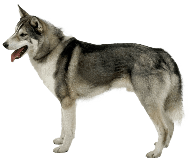 Laika de Siberia Occidental