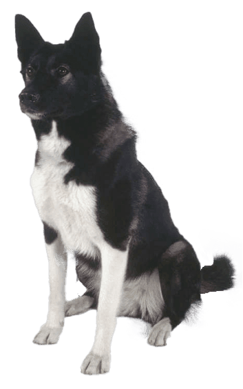Laika ruso europeo