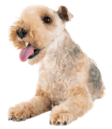 Lakeland terrier
