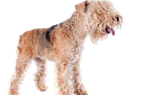 Lakeland terrier