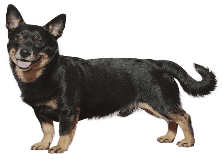 Lancashire Heeler