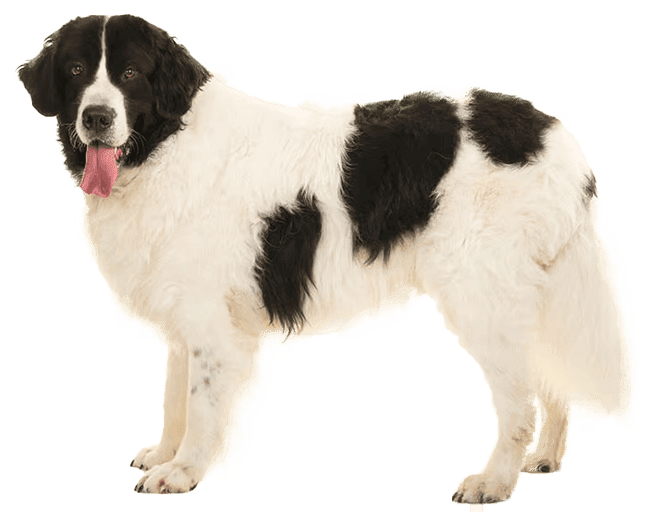 Landseer
