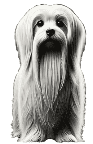 El Lapdog of Malta: Un Tesoro Perdido en la Historia Canina