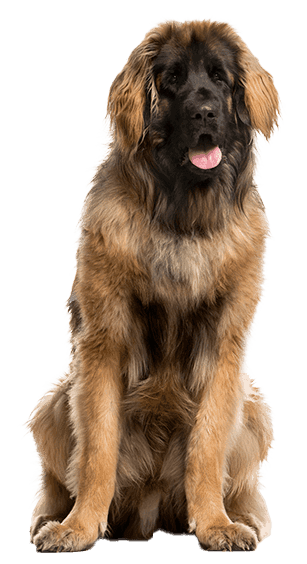 Leonberger