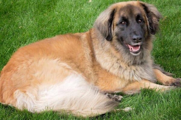 Leonberger