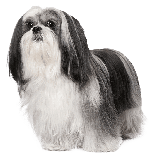 Lhasa Apso