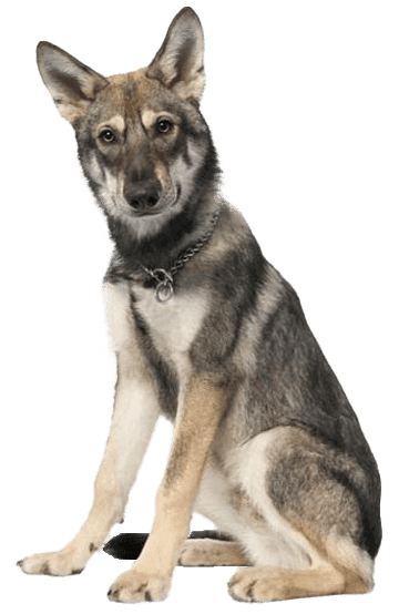 Lobito herreño