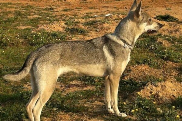 Lobito herreño