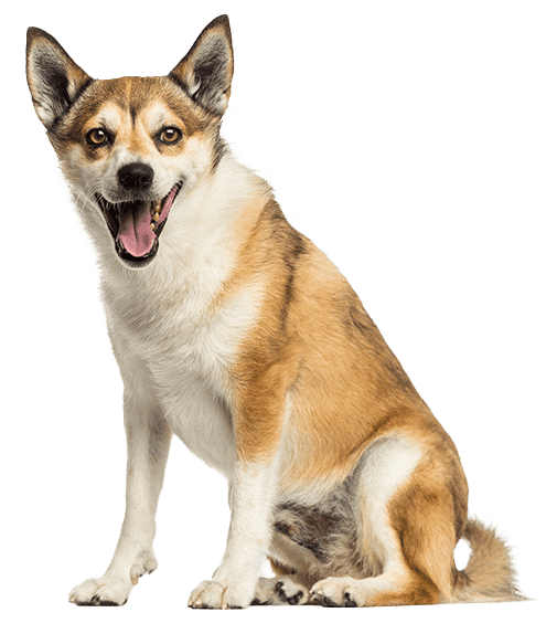 Lundehund