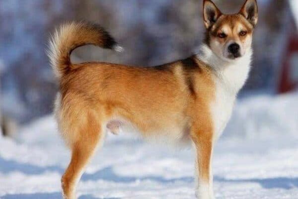 Lundehund
