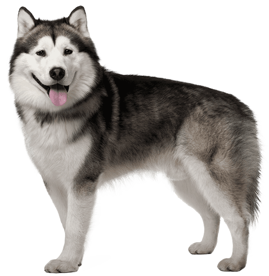 Malamute de Alaska