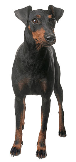 Manchester terrier