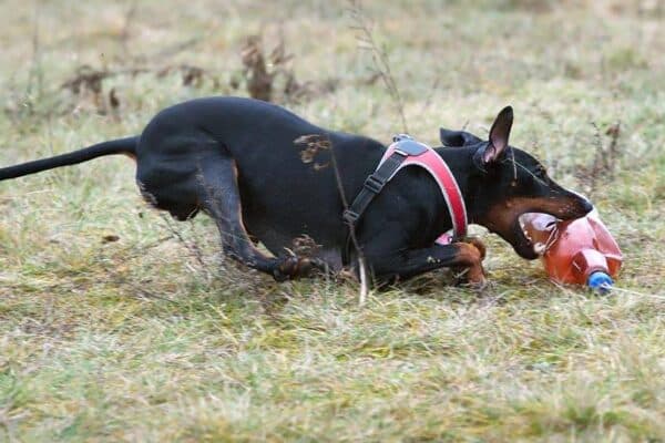 Manchester terrier