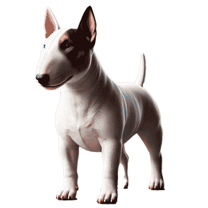 Miniature Bull Terrier: Un Pequeño pero Feroz Compañero