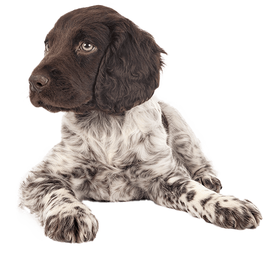 Münsterländer pequeño