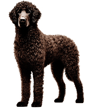 Murray River Curly Coated Retriever: El Tesoro Canino de Australia