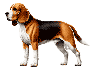El North Country Beagle: Un Pilar en la Historia de los Perros de Caza