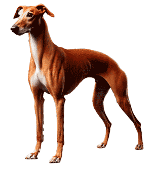 Old Croatian Sighthound: Un Tesoro Canino Ancestral Extinto