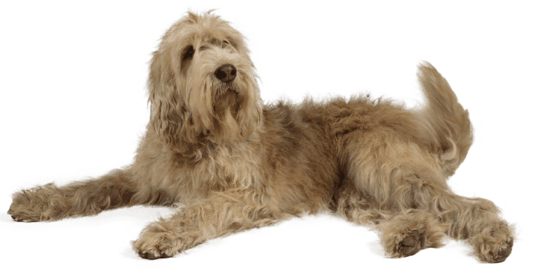 Otterhound
