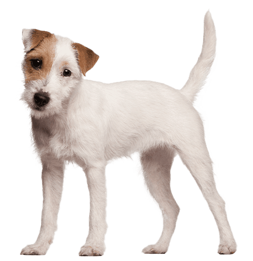 Parson Russell terrier