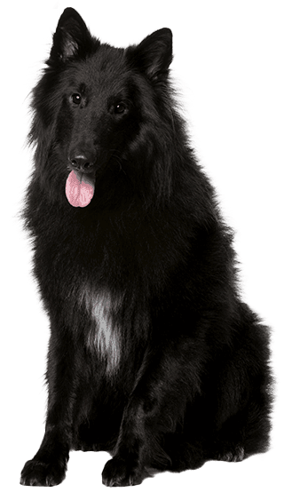 Pastor Belga Groenendael: El Guardián Negro de Bélgica