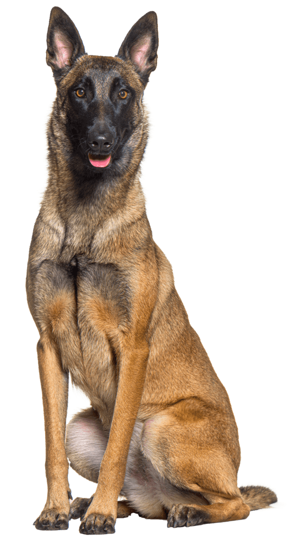 Pastor Belga Malinois: Un Perro de Trabajo Excepcional con Historia y Versatilidad