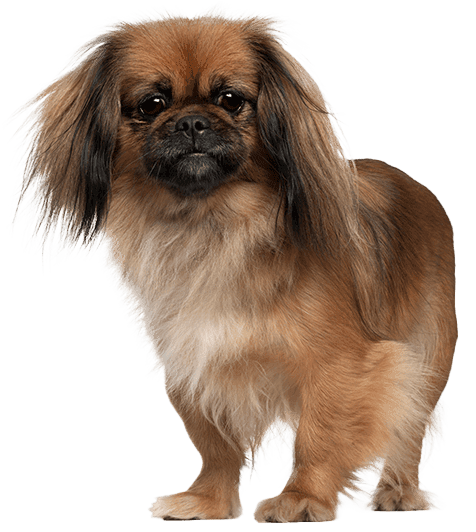 Pekinés