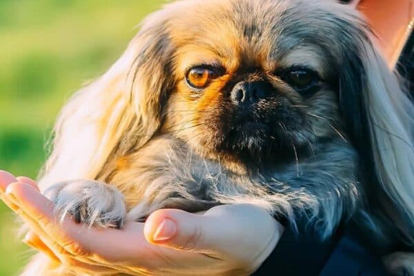Pekinés