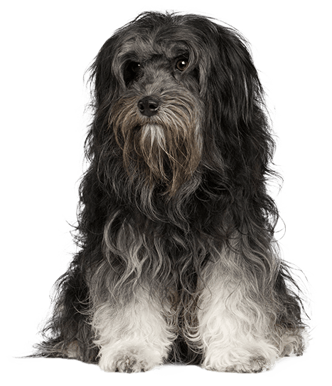 Pequeño perro león