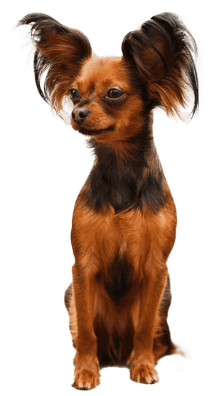 Pequeño perro ruso
