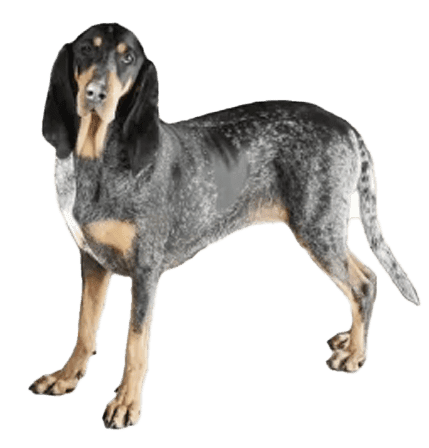 Beagle Francés: Todo lo que Necesitas Saber