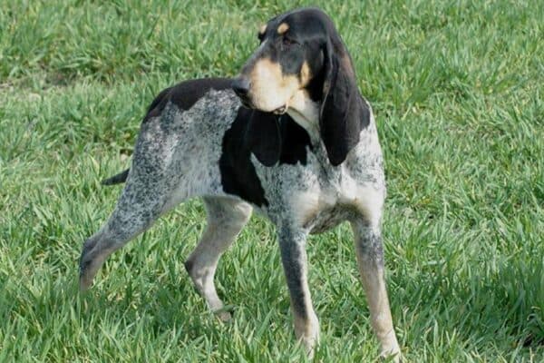 Beagle Francés: Todo lo que Necesitas Saber