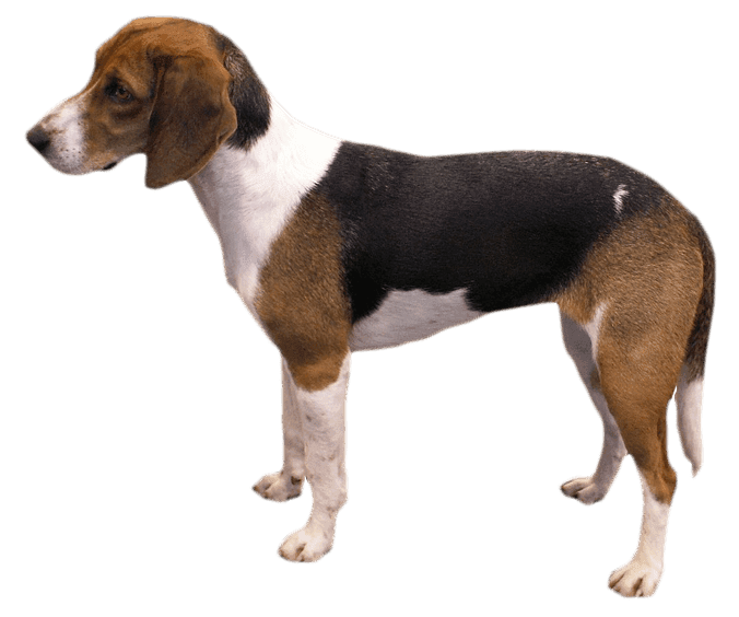 Perro cazador de Estonia